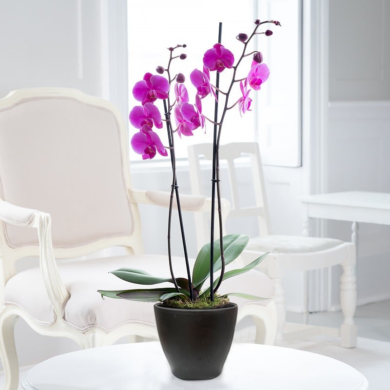 Pink Phalaenopsis Orchid in a Pot