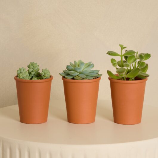 Trio Organic Succulents with Pot